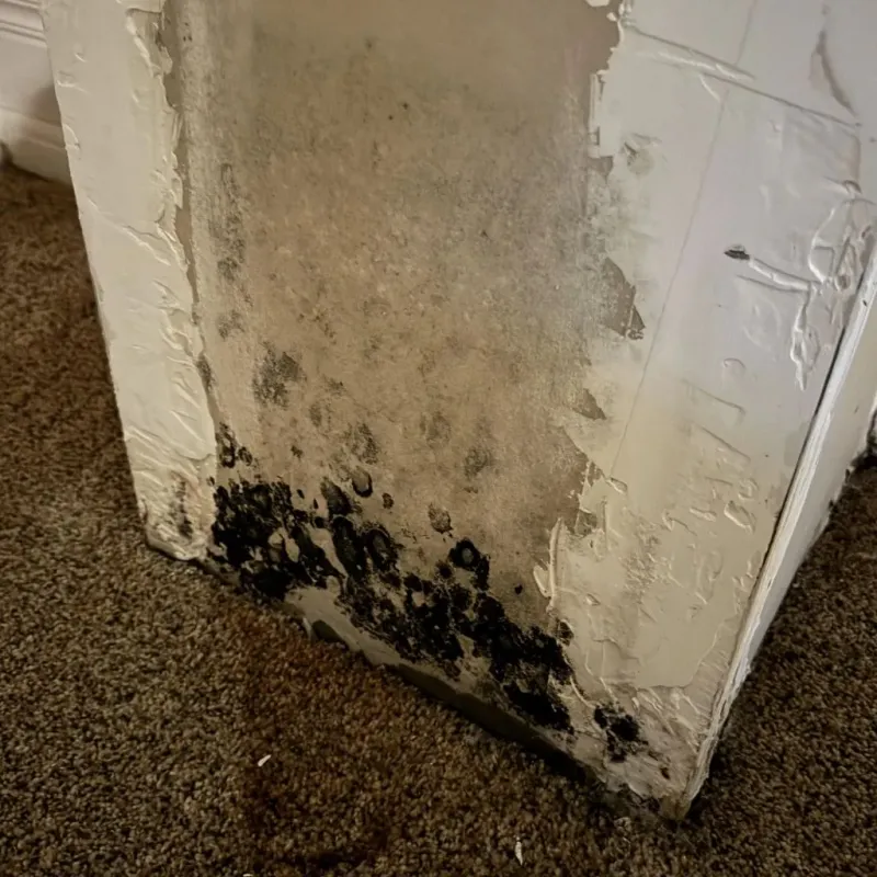 Professional Mold Removal in Meridian, PA